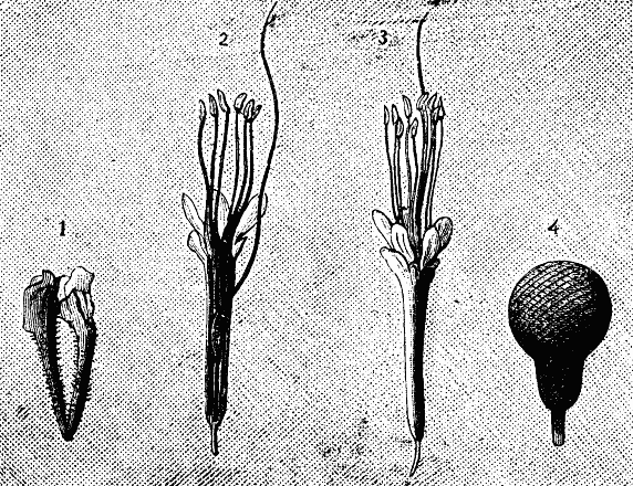  Fig. 8—FLOWERS OF PARKIA.