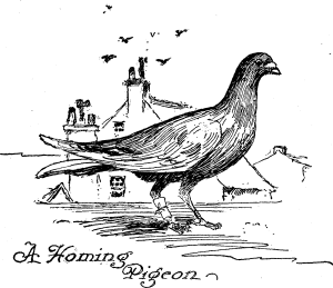A Homing Pigeon A Homing Pigeon