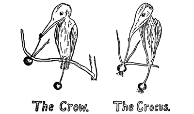 The Crow. The Crocus.