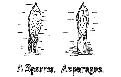 A Sparrer. Asparagus.