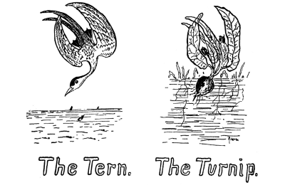 The Tern. The Turnip.