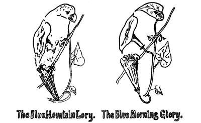The Blue Mountain Lory. The Blue Morning Glory.
