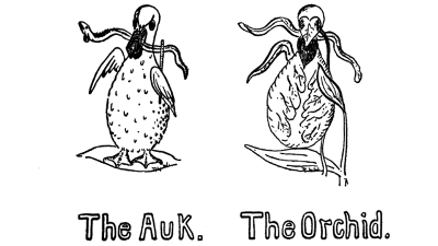 The Auk. The Orchid.