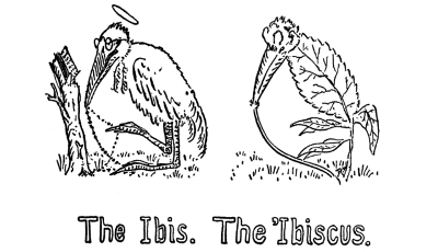 The Ibis. The 'Ibiscus.