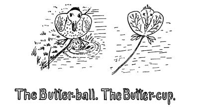 The Butter-ball. The Butter-cup.