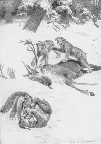 The lynxes and caribou