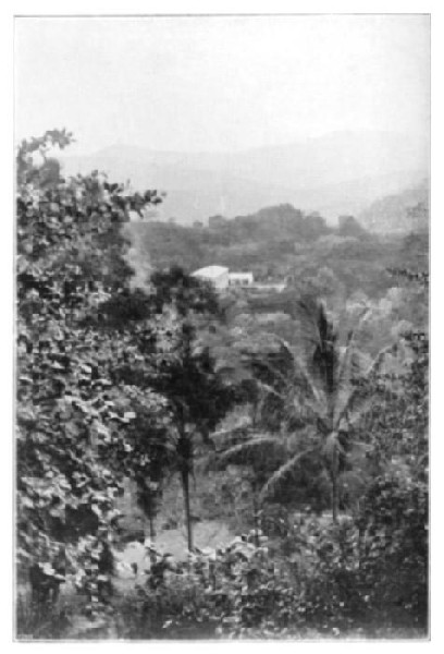 Ceylon: A Hill Cacao Estate.