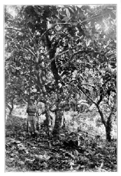 Cacao Trees, Trinidad.