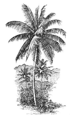 THE COCO-NUT PALM.