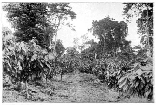 Samoa: Cacao in its fourth Year.