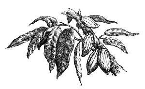 PODS OF CACAO THEOBROMA.