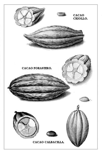 Varieties of the Cacao.