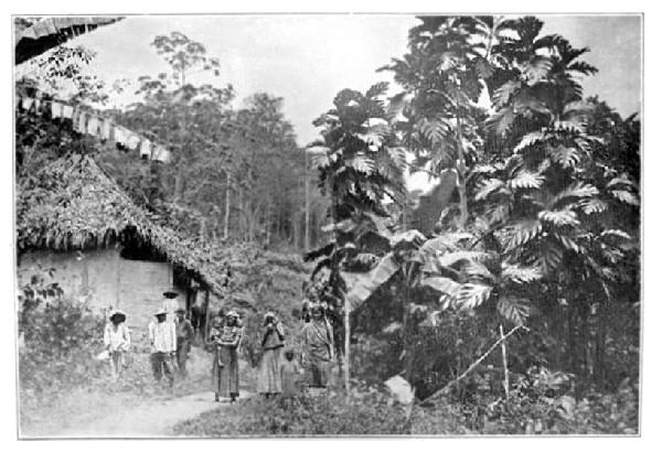 Labourer's Cottage, Cacao Estate, Trinidad.