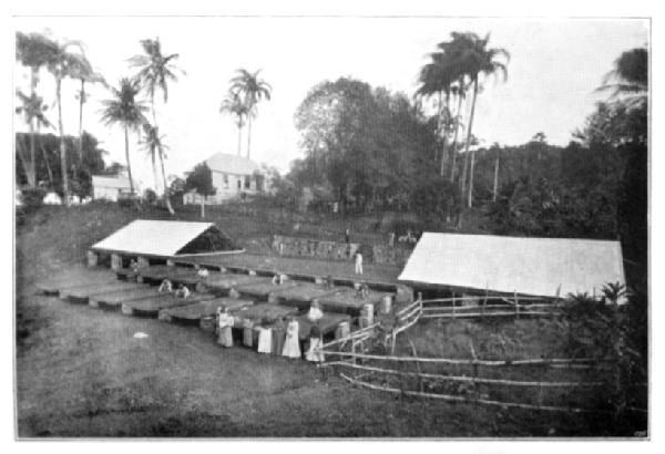 Grenada, B.W.I.: Samaritan Estate

(Showing trays which slide on rails; the iron covers slide over the
whole in case of wet.)