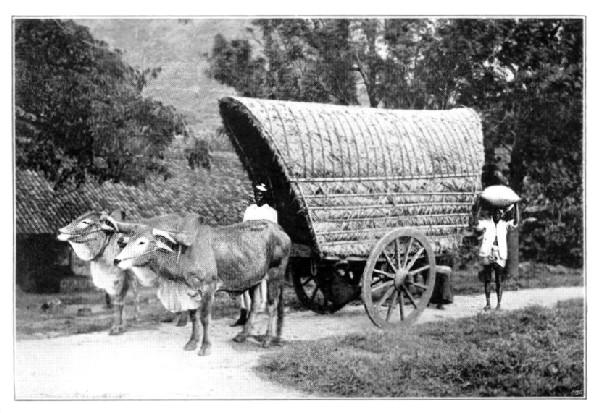 Ceylon: Carting Cacao to Rail.