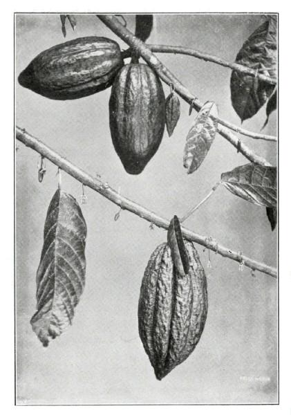 How the Cacao Grows. (Showing Leaf, Flower, and
Fruit.)