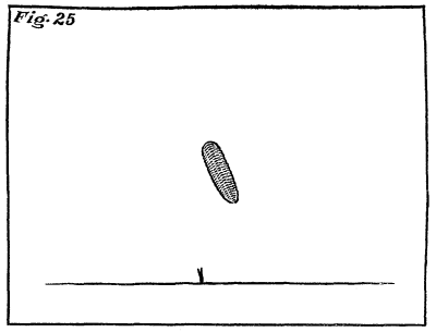 Figure 25: A single ear of corn.