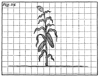 Figure 26: Fully-grown corn.