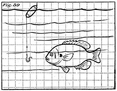 Figure 59: A fish attracted to the bait.
