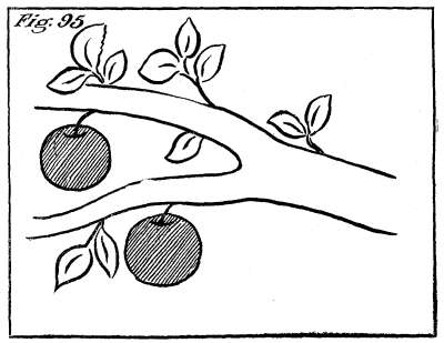 Figure 95: A tree branch with apples.
