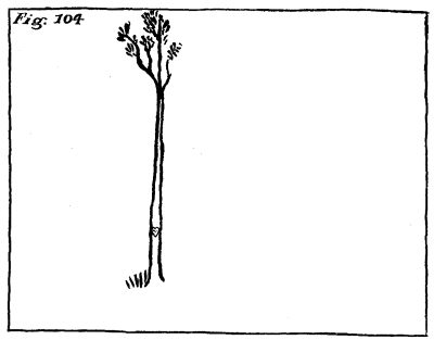 Figure 104: A small tree with a heart carved on its trunk.