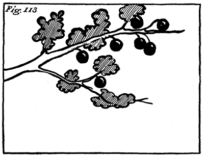 Figure 113: The branch now with larger fruit.