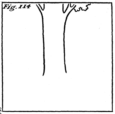 Figure 114: A tree.