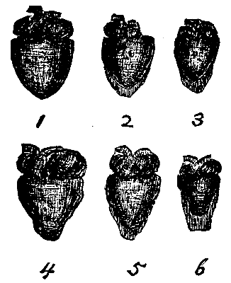 FIG. 3.—PHOTOGRAPHS OF THE HEART IN MOTION.