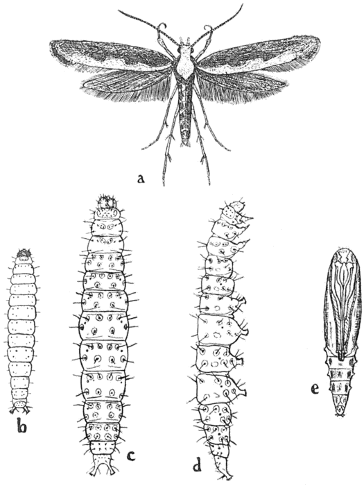 Stages of the Diamond-back Moth (Plutella cruciferarum).