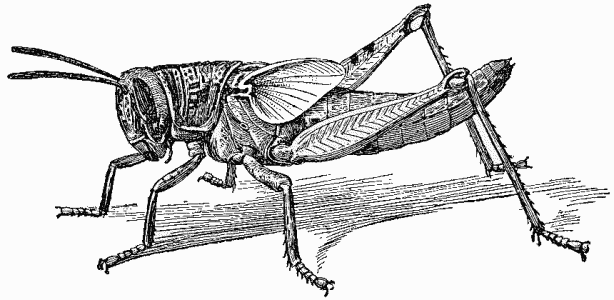 Nymph of Locust (Schistocera americana).