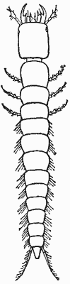 Larva of a Ground-beetle (Aepus).