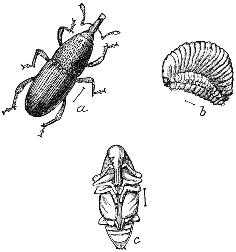 Corn Weevil (Calandra) and larva.