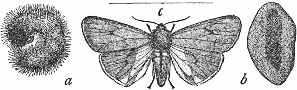 Ruby Tiger Moth (Phragmatobia fuliginosa).
