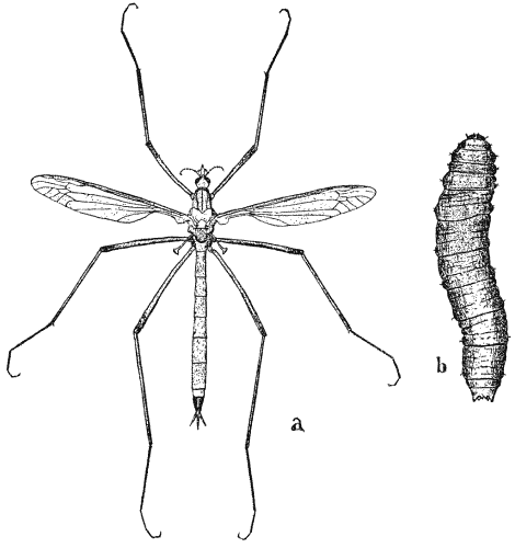 Crane-fly (Tipula oleracea) and larva.