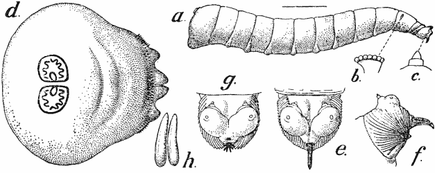 Maggot of House-fly (Musca domestica).