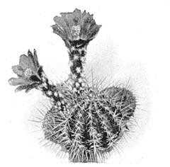 Echinocactus.