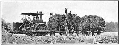 FIG. 137.—Agriculture made possible by irrigation.