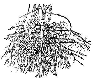 FIG. 162.—Roots of soy bean having tubercle-bearing
bacteria.
