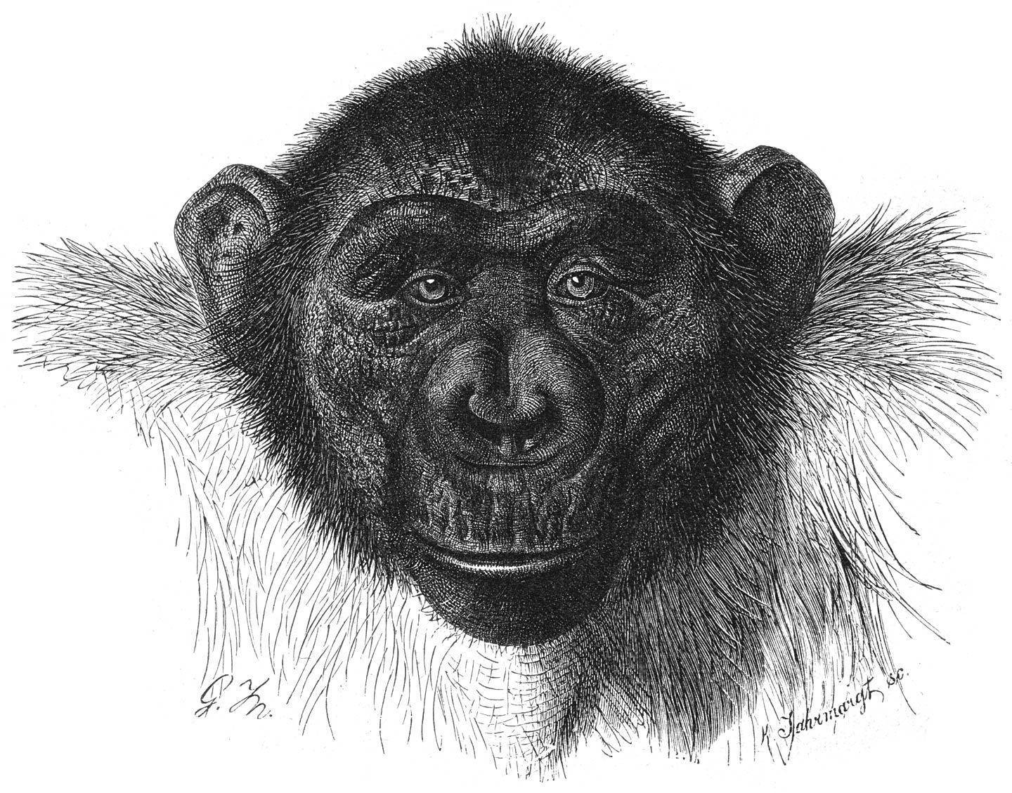 Chimpanzee (Simia troglodytes).