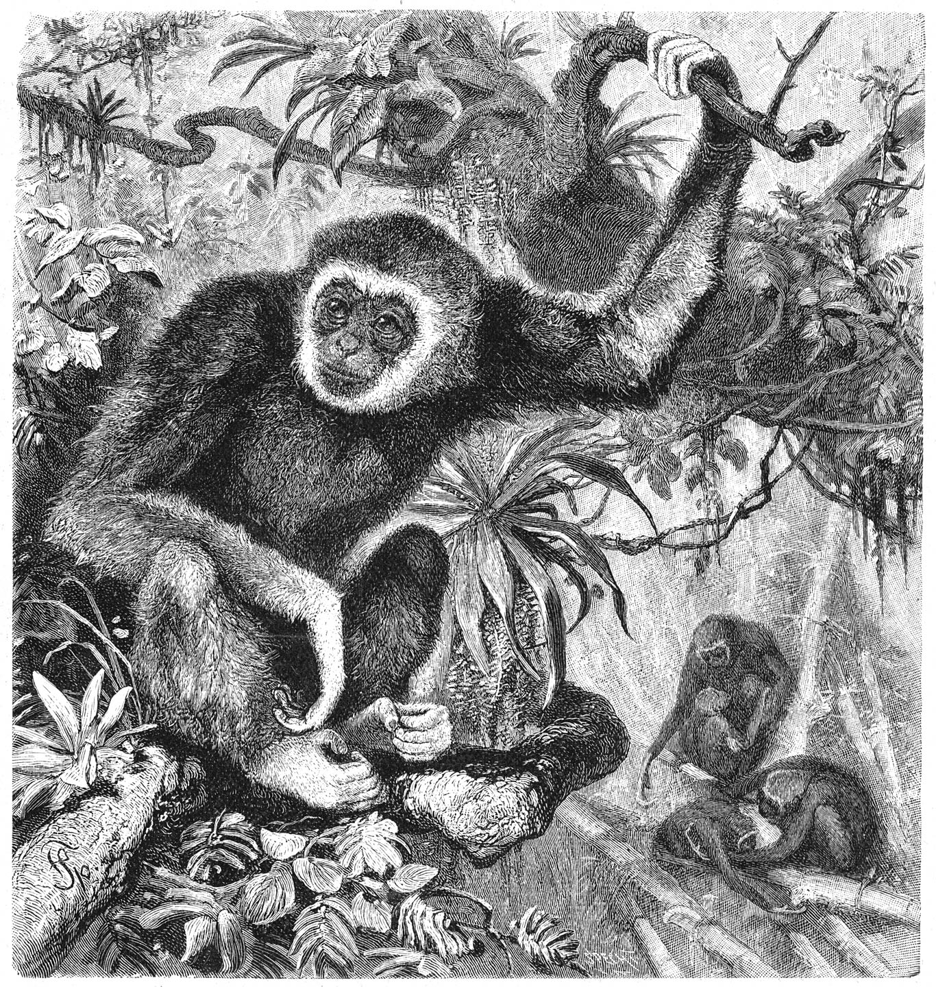 Lar of Withandige Gibbon (Hylobates lar). 1⁄7 v.d. ware grootte.