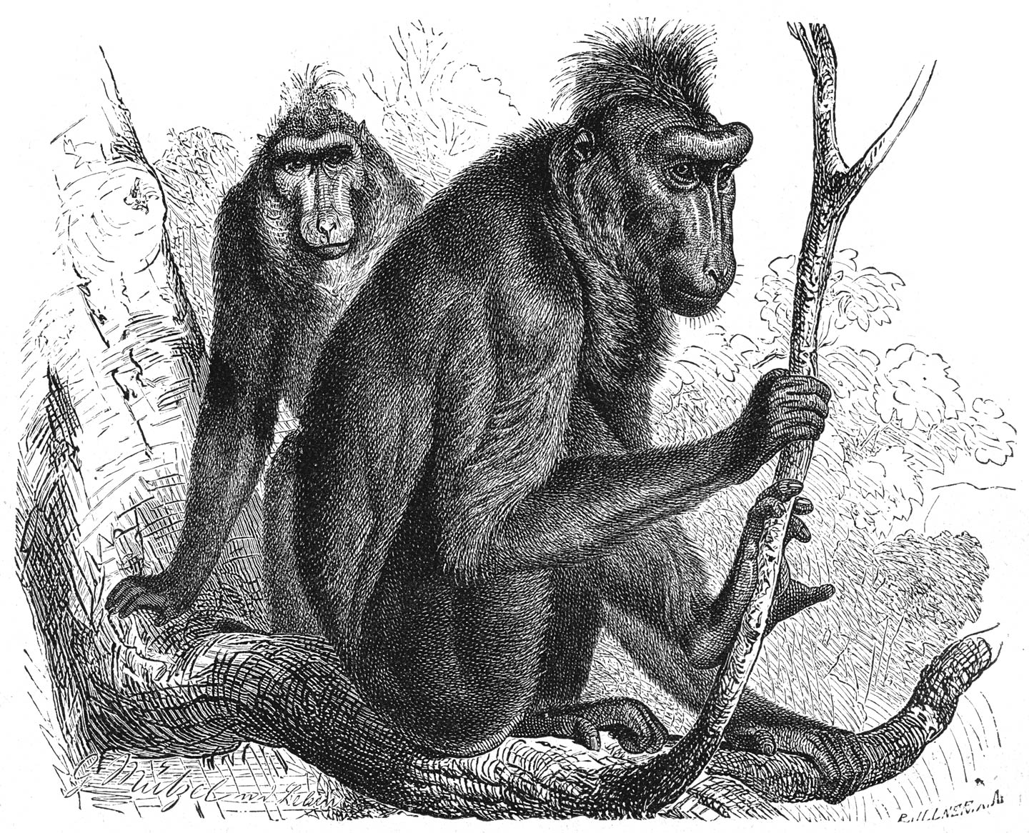 Zwarte-, Moor- of Kuif-Baviaan (Cynopithecus niger). ⅙ v.d. ware grootte.