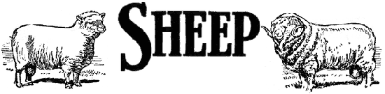 SHEEP HEADER