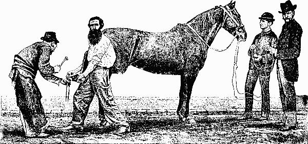 Fig. 1.—THE HORSE RECEIVING THE CURRENT.
