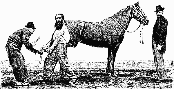Fig. 2.—THE HORSE CONQUERED.