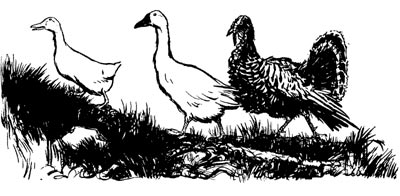 Henny-penny, Cocky-locky Ducky-daddles, Goosey-poosey, and Turkey-lurkey