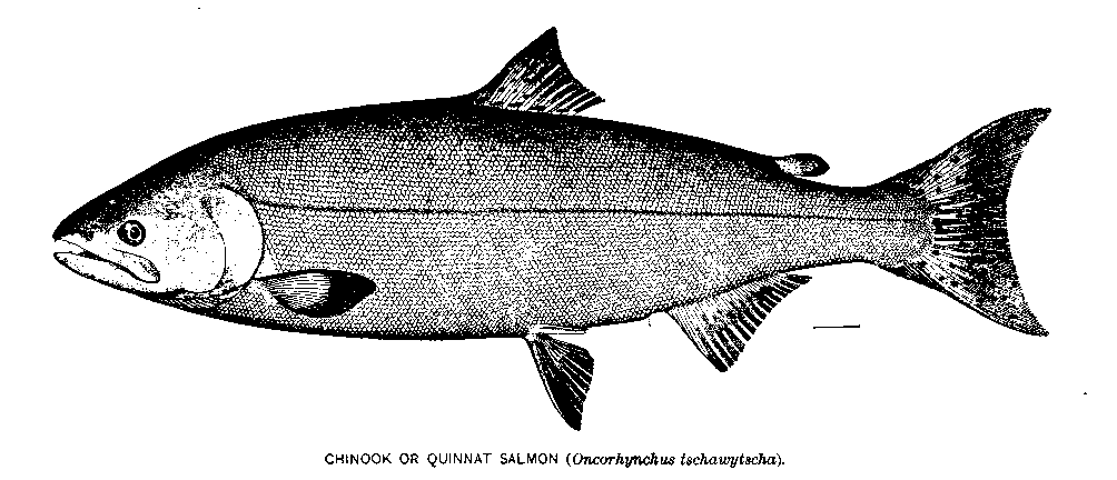 Quinnat salmon