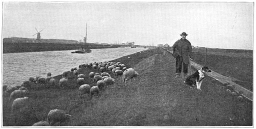 Grazende schapen aan ’t kanaal.