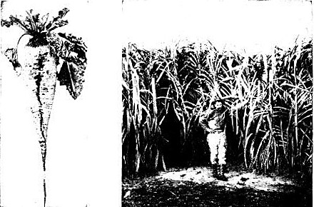 THE RIVAL SUGARS The sugar beet of the north has become
a close rival of the sugar cane of the south