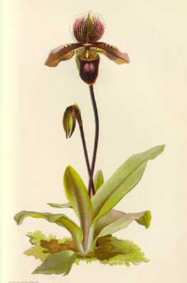Cypripedium (hybridum) Pollettianum.