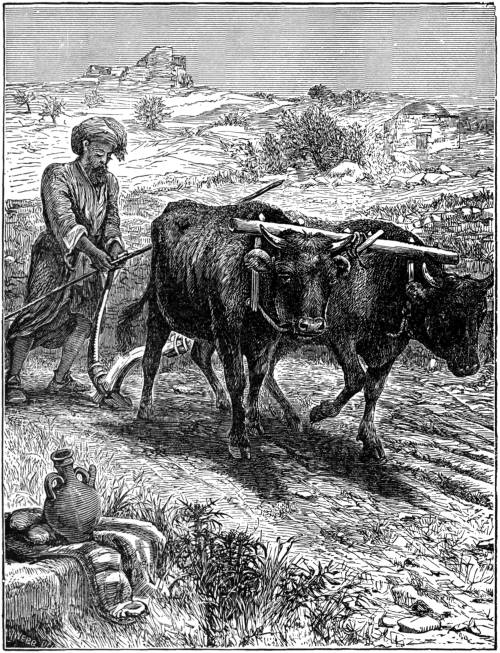 PLOUGHING IN CANAAN.